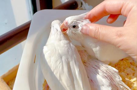 鹦鹉鸟宠家庭饲养：实用的喂养指南
