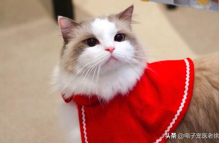 六大忠诚猫咪品种揭晓，缅因猫荣登榜首