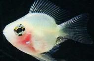 世界上最美丽的鱼：色彩斑斓，千姿百态，五彩缤纷