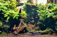 小小水族馆：鱼缸里的小生物世界