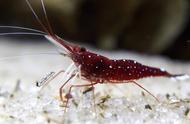 苏拉威西观赏虾：与海水观赏虾媲美的淡水新宠