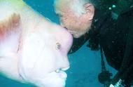 日本老爷爷与鱼儿25年的感人故事：鱼也能记住人脸！