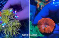 新手指南：如何选择适合的珊瑚