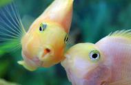 人工干预下的鹦鹉鱼：它们能像鹦鹉一样说话吗？