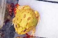 昆明花鸟市场：螃蟹、蜗牛和龙虾成为新宠，85元一只的蛙引人注目