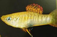 罗希尼鳉鱼：色彩斑斓的水中精灵