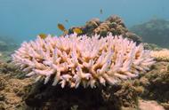 大堡礁遭遇第三次大规模珊瑚白化，海水温度上升成主因
