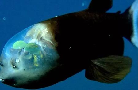 透明脑袋的桶眼鱼：鼻孔而非眼睛