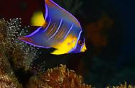 热带鱼的五彩世界：一次视觉盛宴