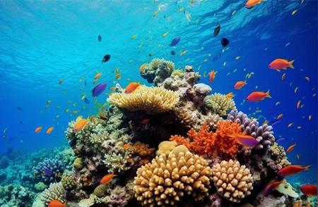 全球面临史上最剧烈的珊瑚白化危机，影响超8.5亿人生计