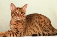 奥西猫：动物星球上的世界级名猫赏析