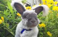 兔子的超大耳朵为何如此受欢迎？