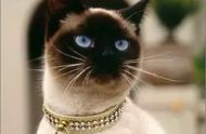巴厘猫：长毛暹罗猫的优雅小公主