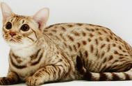 世界上最昂贵的29种猫品种