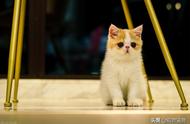 加菲猫的养护难度：你需要知道的一切