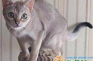 动物星球：新加坡猫的全球赏析