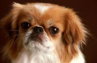 迷你版的皇室宠物：京巴狗在中国皇宫的生活