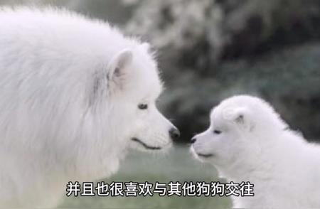 西伯利亚的犬种——萨摩耶：美丽的白色外表与友善的性格
