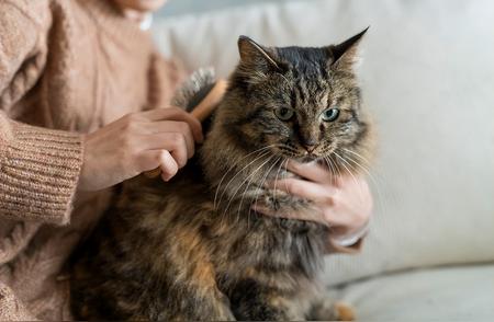 猫咪毛发护理的深度解析：长毛猫与短毛猫的差异