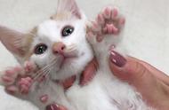 网友尝试给猫剪指甲，结果崩溃了，猫却表示：抱歉我有六根手指