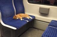 电车上的虎斑猫睡得如此香甜，让人不忍心打扰