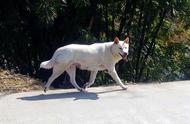 中华田园犬：北极狼的伪装？