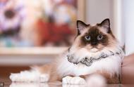 布偶猫的魅力：为何它们如此受欢迎？