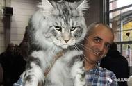 缅因猫：世界上体型最大的猫种
