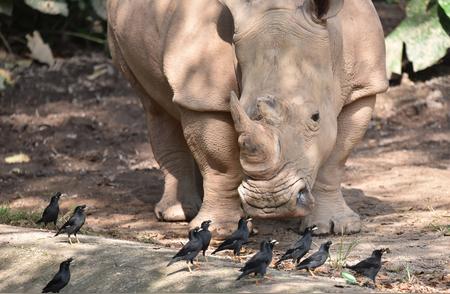 深圳野生动物园：犀牛与八哥的奇特友谊