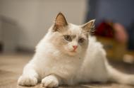 如何优雅地养护你的仙女布偶猫？一篇文章告诉你答案