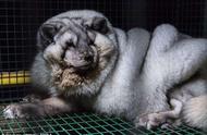 揭秘芬兰北极狐皮草业的黑暗面：长毛狐狸被困笼中，胖如猪