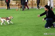 河南公布禁养犬种名单，中华田园犬引发热议