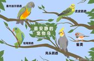 探索第五十七课：五种宁静的宠物鸟种类