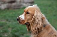 美国可卡犬：贵族气质的狗狗，华丽而优雅！