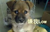 你的宠物是中华田园犬吗？