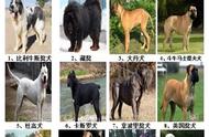 连云港城区禁养犬种一览：46种狗狗需谨慎选择！
