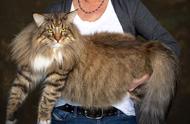 挪威森林猫神秘失踪，竟是被19岁青年绑架，美丽成祸？