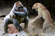 金钱豹对决大猩猩：银背三绝技让偷猎花豹落荒而逃