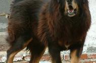 藏獒：世界顶级恶犬，忠诚守护主人的尊贵之选