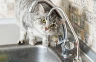 揭秘猫的厌水基因：原来它们讨厌水是基因决定的