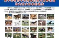 济宁发布禁止饲养的烈性犬种类名单及图片