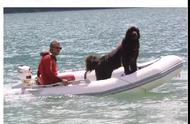 纽芬兰犬英勇救援：无畏逆行，展现最勇敢的一跃！