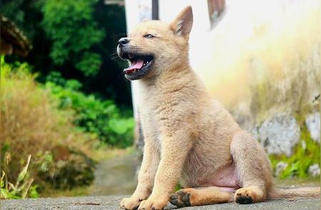 中华田园犬的7种行为，决定它是否是“好狗”