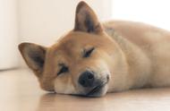 狗狗睡眠差异：为何有的喜欢长眠，有的却不爱睡？它们会做梦吗？