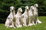 俄罗斯贵族犬：颜值与战斗力并存的牧羊犬