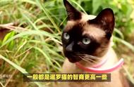 暹罗猫的魅力：为何养了它后，其他猫都无法吸引你？