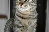 阿比西尼亚猫：一种独特的猫咪品种