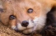精灵般的狐狸：芬兰森林中的摄影师镜头