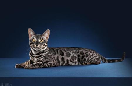 埃及猫：揭秘神秘优雅的古老宠物