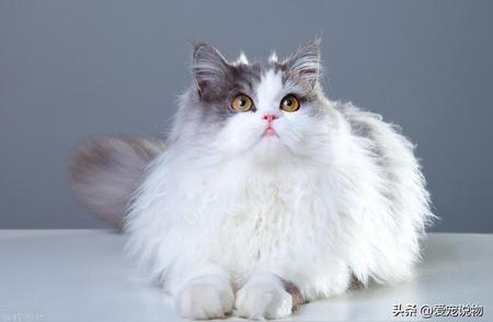 波斯猫：全球最受欢迎的纯种猫